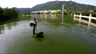 0.gif